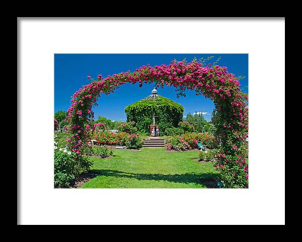 Rose Framed Print featuring the photograph Rose garden by David Freuthal