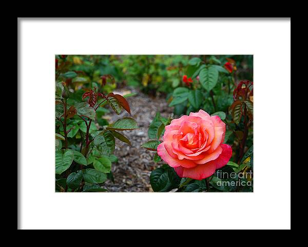 Rose Framed Print featuring the photograph Rose Garden by Richard Gibb
