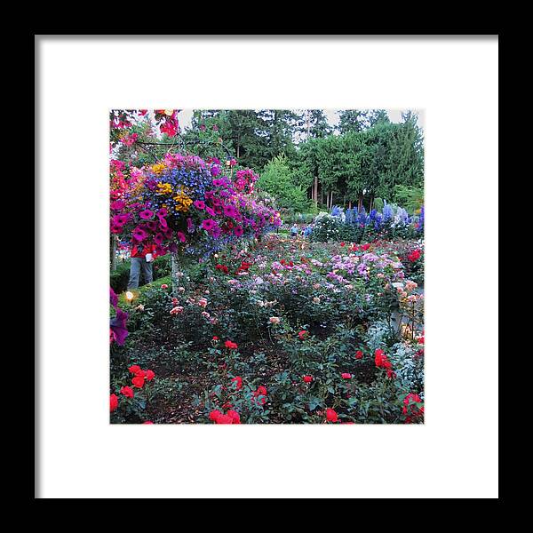 Garden Framed Print featuring the photograph Rose Garden by Vijay Sharon Govender