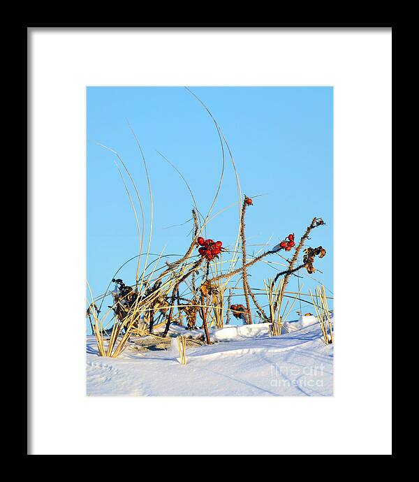 Snow Framed Print featuring the photograph Rose hips by Sami Martin