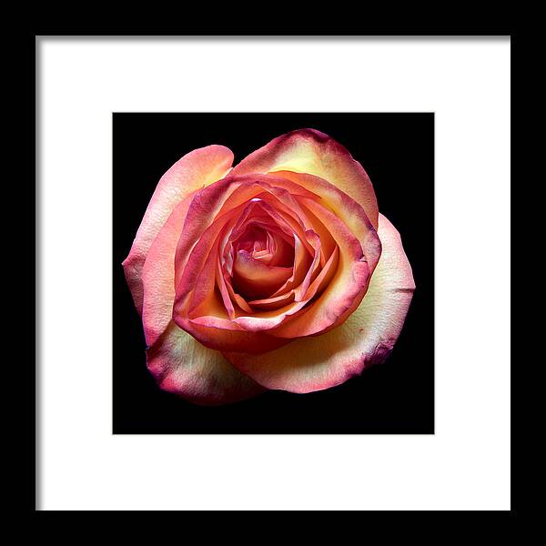 Flowers Framed Print featuring the photograph Rose II Still Life Flower Art Poster by Lily Malor