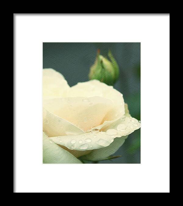  Roses Framed Print featuring the photograph Rose in the rain by Cathie Tyler