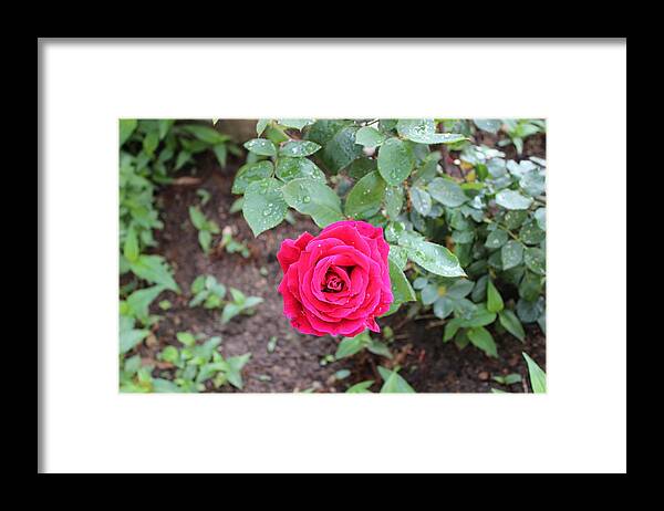 Rose Framed Print featuring the photograph Rose by John Mathews