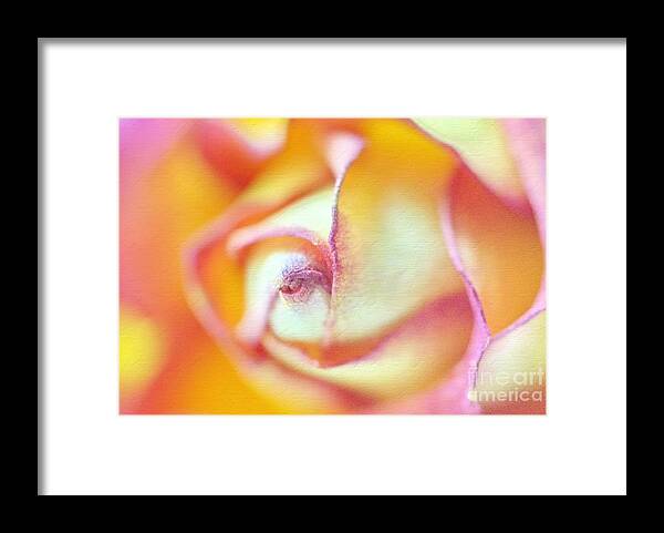 Rose Framed Print featuring the photograph Rose Macro by Andrea Kollo