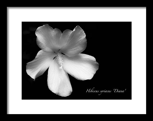White Framed Print featuring the photograph Rose of Sharon Hibiscus BW by Tony Grider