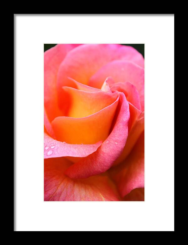 Rose. Flower Framed Print featuring the photograph Rose Petals by Kami McKeon