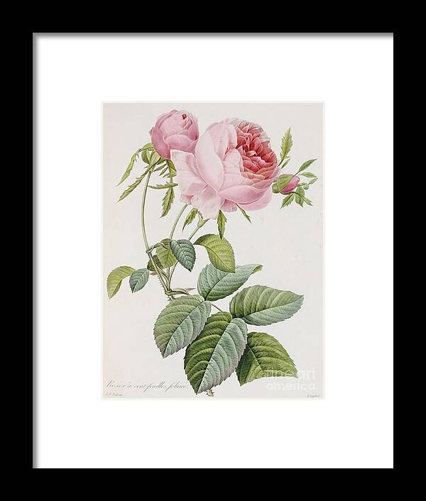 Flower Framed Print featuring the painting Rose by Pierre Joesph Redoute