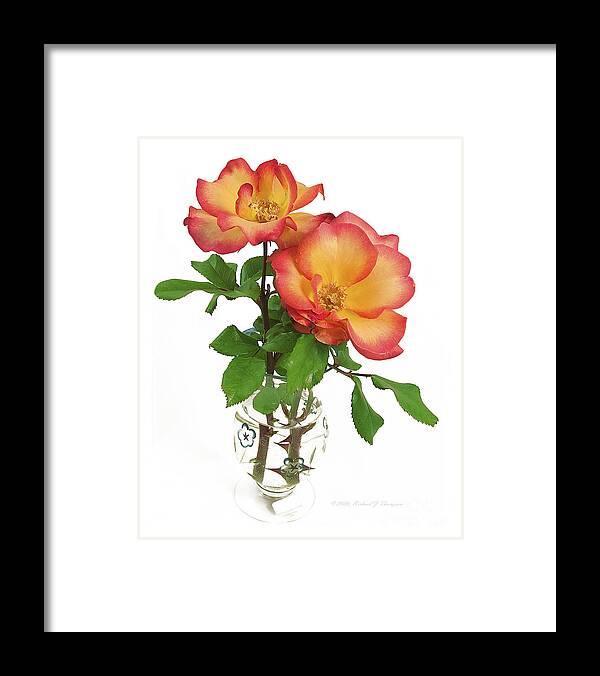 Flora Framed Print featuring the photograph Rose 'Playboy' by Richard J Thompson 