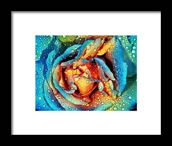 Rose Framed Print featuring the photograph Rose revisited by Russell Brown