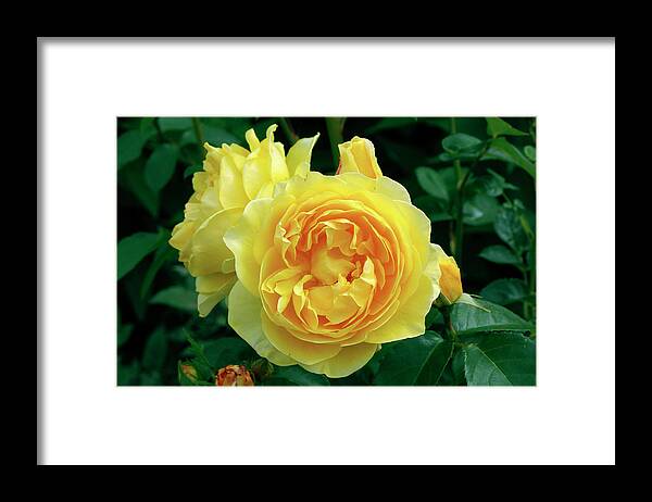 Rose Framed Print featuring the photograph Rose (rosa 'charlotte') by Neil Joy/science Photo Library