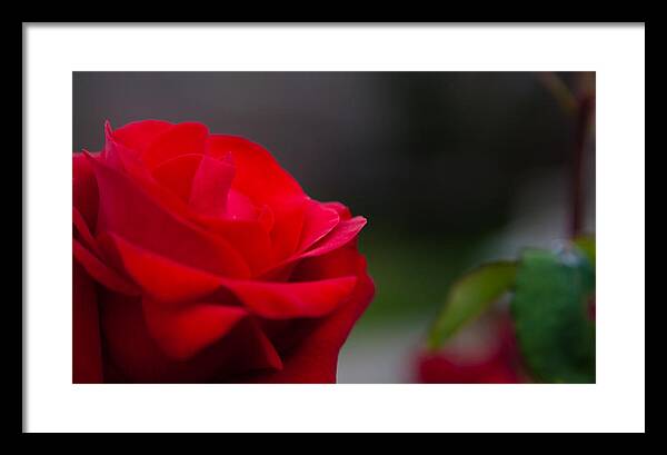 Rose Framed Print featuring the photograph Rose by Tommy Farnsworth