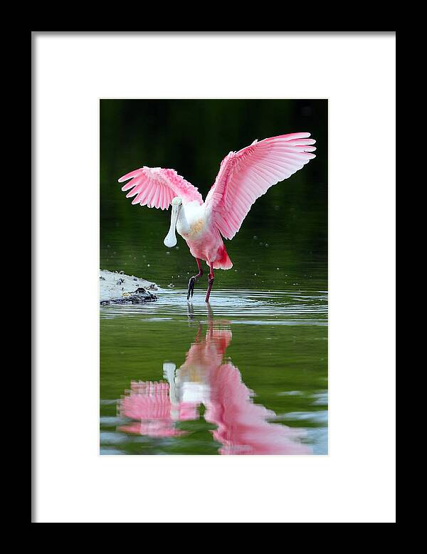 Roseate Spoonbill Framed Print featuring the photograph Roseate Spoonbill by Clint Buhler