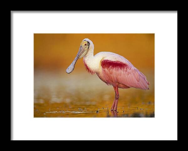 00171406 Framed Print featuring the photograph Roseate Spoonbill in Breeding Plumage by Tim Fitzharris