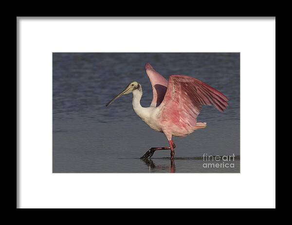 Roseate Spoonbill Framed Print featuring the photograph Roseate Spoonbill by Meg Rousher
