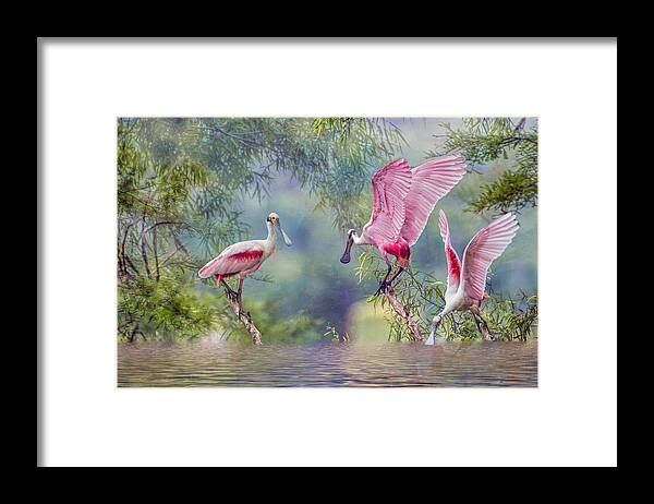 Roseate Spoonbills Framed Print featuring the photograph Roseate Spoonbill Trio by Bonnie Barry