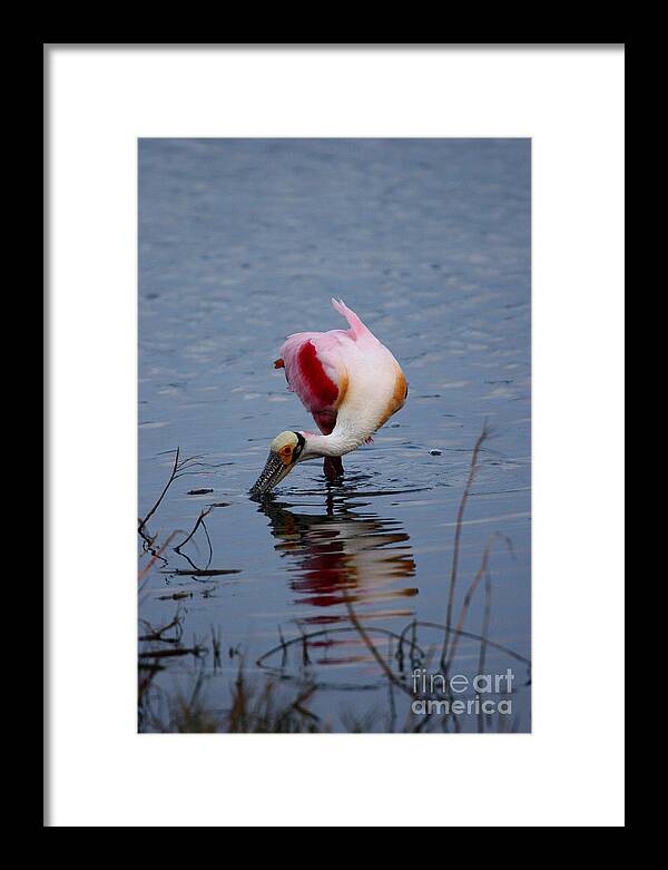 Birds Framed Print featuring the photograph Roseate Spoonbill Twist by John F Tsumas
