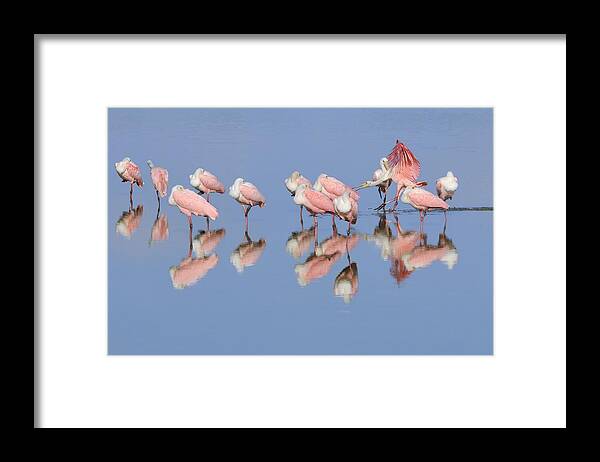 Roseate Spoonbills Framed Print featuring the photograph Roseate Spoonbill flock and reflections by Bradford Martin