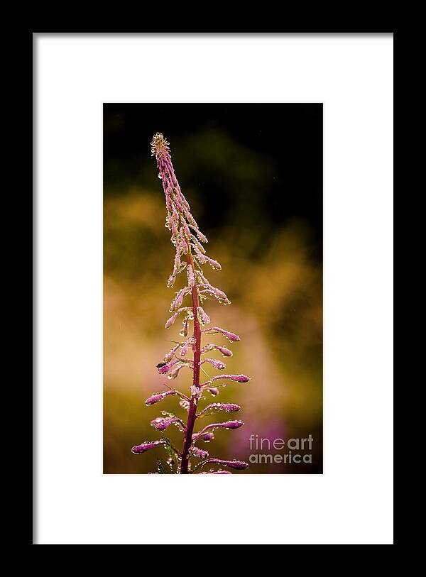 Plant Framed Print featuring the photograph Rosebay Willowherb by Linsey Williams