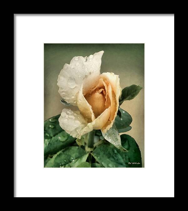 Rose Framed Print featuring the painting Rosebud After The Rain by RC DeWinter