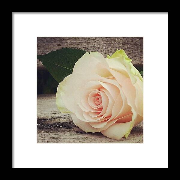 Rose Framed Print featuring the photograph Rosebud On Wood by Jacqueline Schreiber