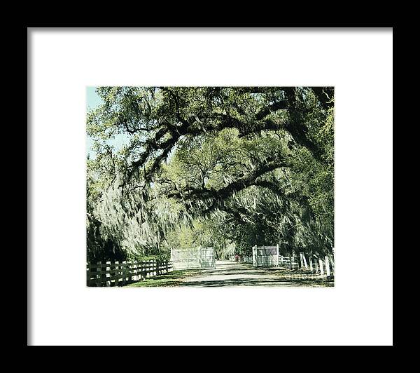 Louisiana Framed Print featuring the photograph Roselawn Plantation by Lizi Beard-Ward
