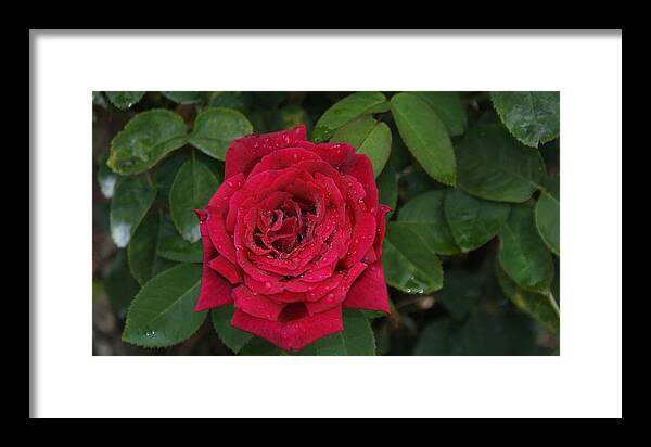 Roses Framed Print featuring the photograph Roses Are Red by M Three Photos
