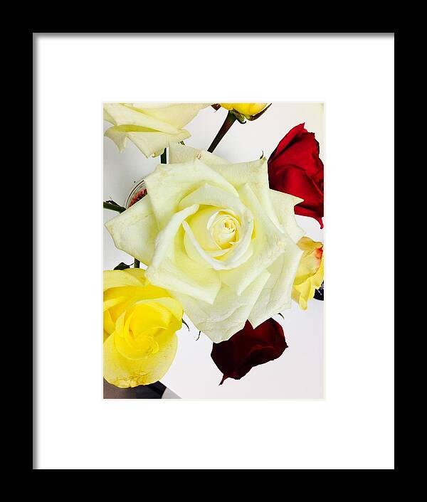 Roses Framed Print featuring the photograph Roses by Felix Zapata