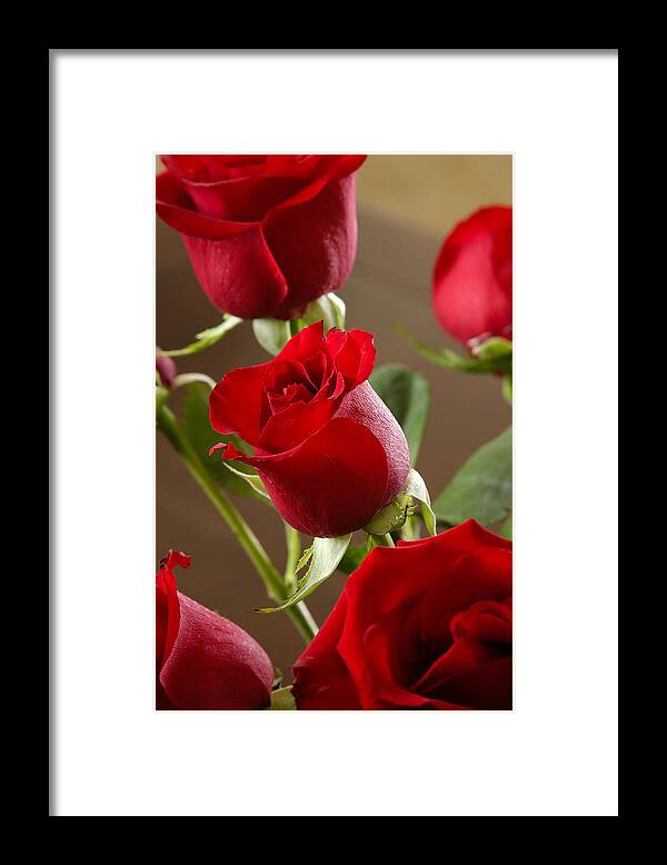 Nature Framed Print featuring the photograph Roses by W Chris Fooshee