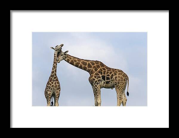 Feb0514 Framed Print featuring the photograph Rothschild Giraffe Pair Nuzzling by San Diego Zoo