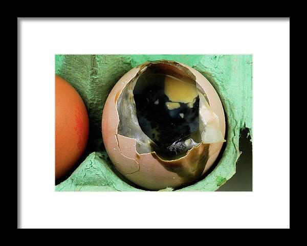 Rotten Egg Framed Print by Cordelia Molloy/science Photo Library - Pixels