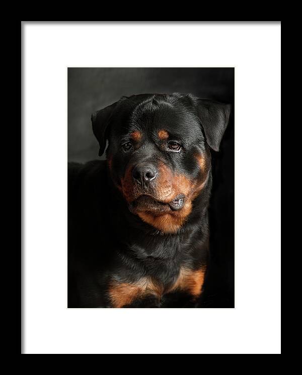 Pets Framed Print featuring the photograph Rotweiler by Silversaltphoto.j.senosiain
