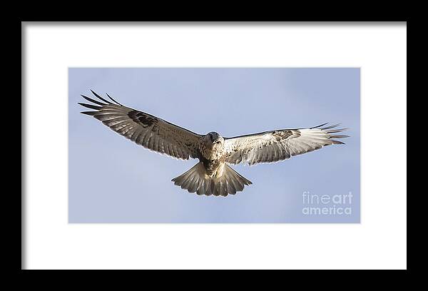 Canon Framed Print featuring the photograph Rough-Legged Hawk Coming Right at You by Ricky L Jones