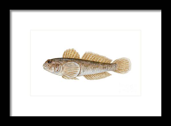 Round Goby Framed Print featuring the photograph Round Goby Neogobius Melanostomus by Carlyn Iverson