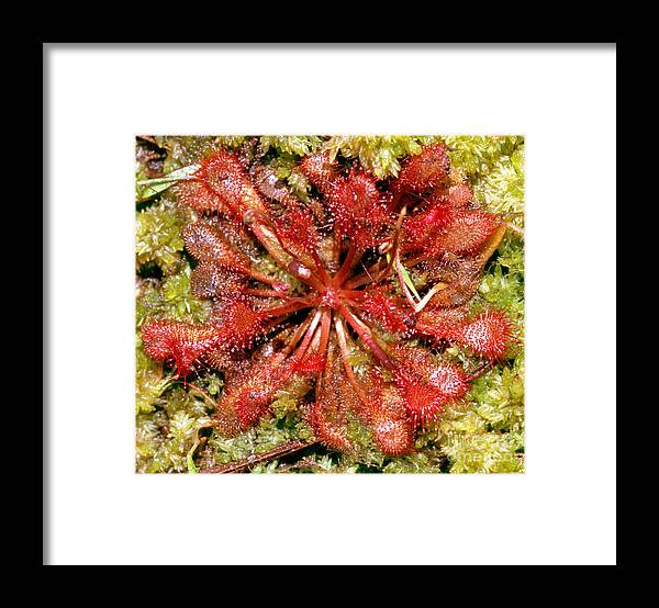 Nature Framed Print featuring the photograph Round-leaved Sundew by Millard H. Sharp