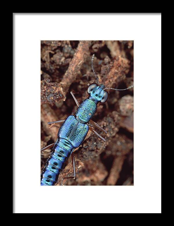 Feb0514 Framed Print featuring the photograph Rove Beetle Papua New Guinea by Mark Moffett