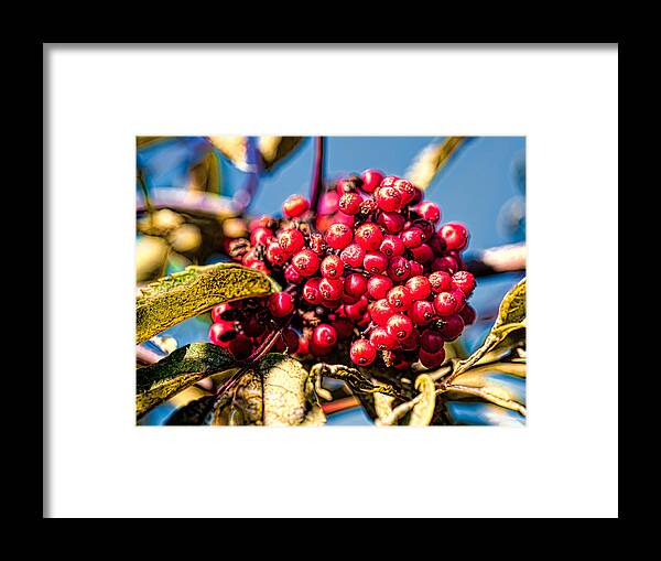 Berry Framed Print featuring the photograph Rowan berries by Leif Sohlman