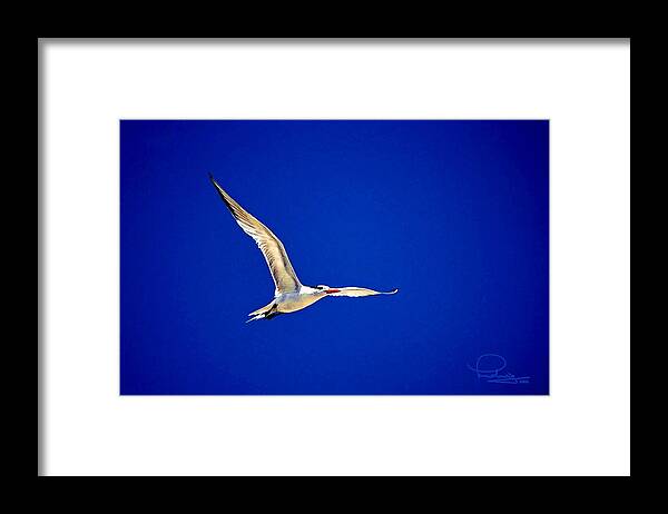 Bird Framed Print featuring the photograph Royal Tern 2 by Ludwig Keck