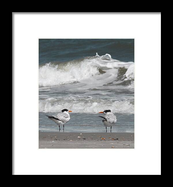 Tern Framed Print featuring the photograph Royal Terns 7 by Cathy Lindsey