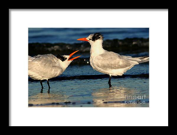 Animals Framed Print featuring the photograph Royal Tern Courtship Dance by John F Tsumas