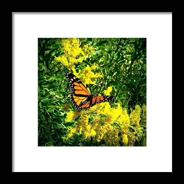 Butterfly Framed Print featuring the photograph Royalty II by Al Harden
