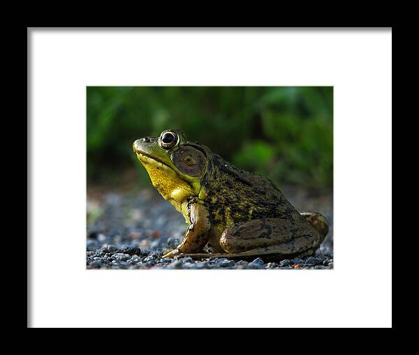 Frog Framed Print featuring the photograph Rrrrrrbit 2 by Gary Blackman