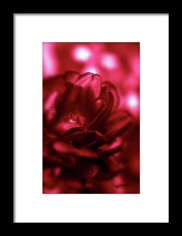 Ruby Framed Print featuring the photograph Ruby Red Dahlia with Bokeh by Femina Photo Art By Maggie