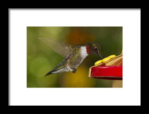 Ruby-throat Framed Print featuring the photograph Ruby-Throat Hummer Sipping by Robert L Jackson