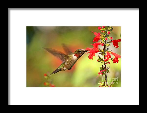 Ruby Throat Hummingbird Photography Framed Print featuring the photograph Ruby Throat Hummingbird Photo by Luana K Perez