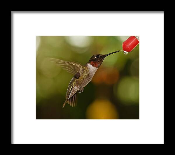 Ruby-throated Hummingbird Framed Print featuring the photograph Ruby-Throat Hummingbird by Robert L Jackson