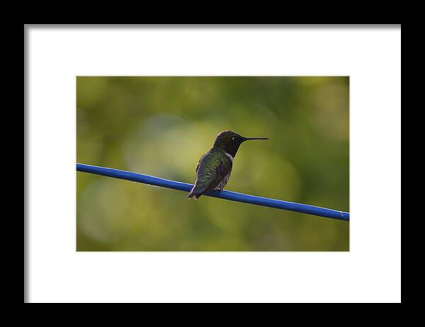 Nature Framed Print featuring the photograph Ruby-throated Hummingbird by James Petersen
