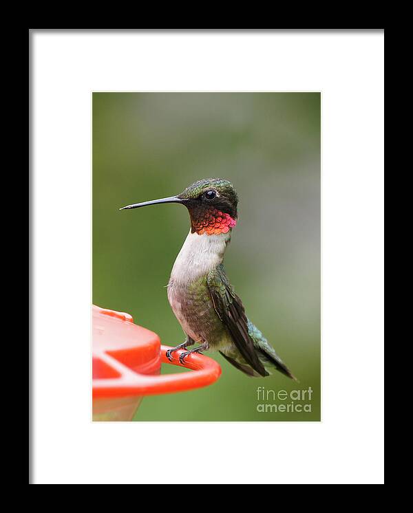 Hummingbird Framed Print featuring the photograph Ruby-throated Hummingbird Male 11702-1 by Robert E Alter Reflections of Infinity
