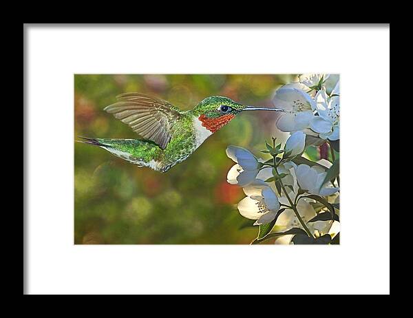 White Blossoms Framed Print featuring the photograph Ruby World by Leda Robertson