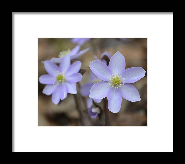 Rue Anemone Framed Print featuring the photograph Rue Anemone Shades of Purple by Forest Floor Photography