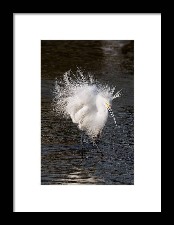 Snowy Egret Framed Print featuring the photograph Ruffled Feathers by Kathleen Bishop